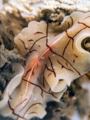 Eurylepta californica