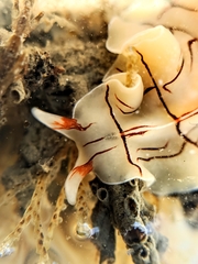 Eurylepta californica