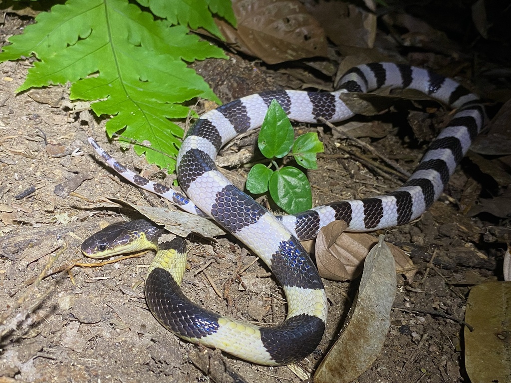Blue Krait