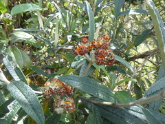 Buddleja incana