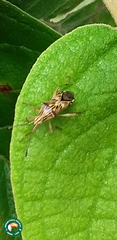 Cebrenis cauta