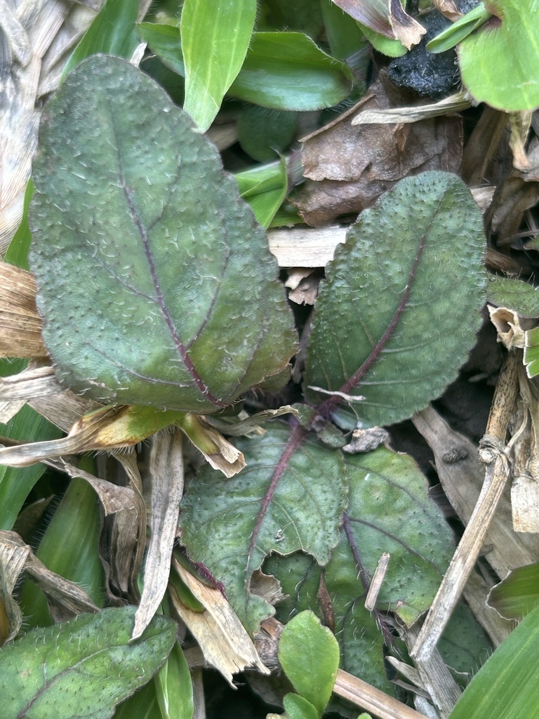 Acanthaceae (Strobilanthes reptans)