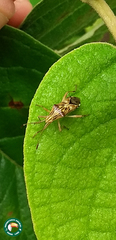 Cebrenis cauta