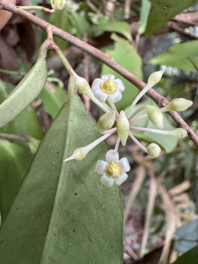 Ardisia brevipedata