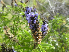 Otholobium mexicanum