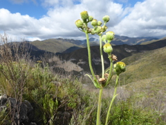 Erigeron primulifolius