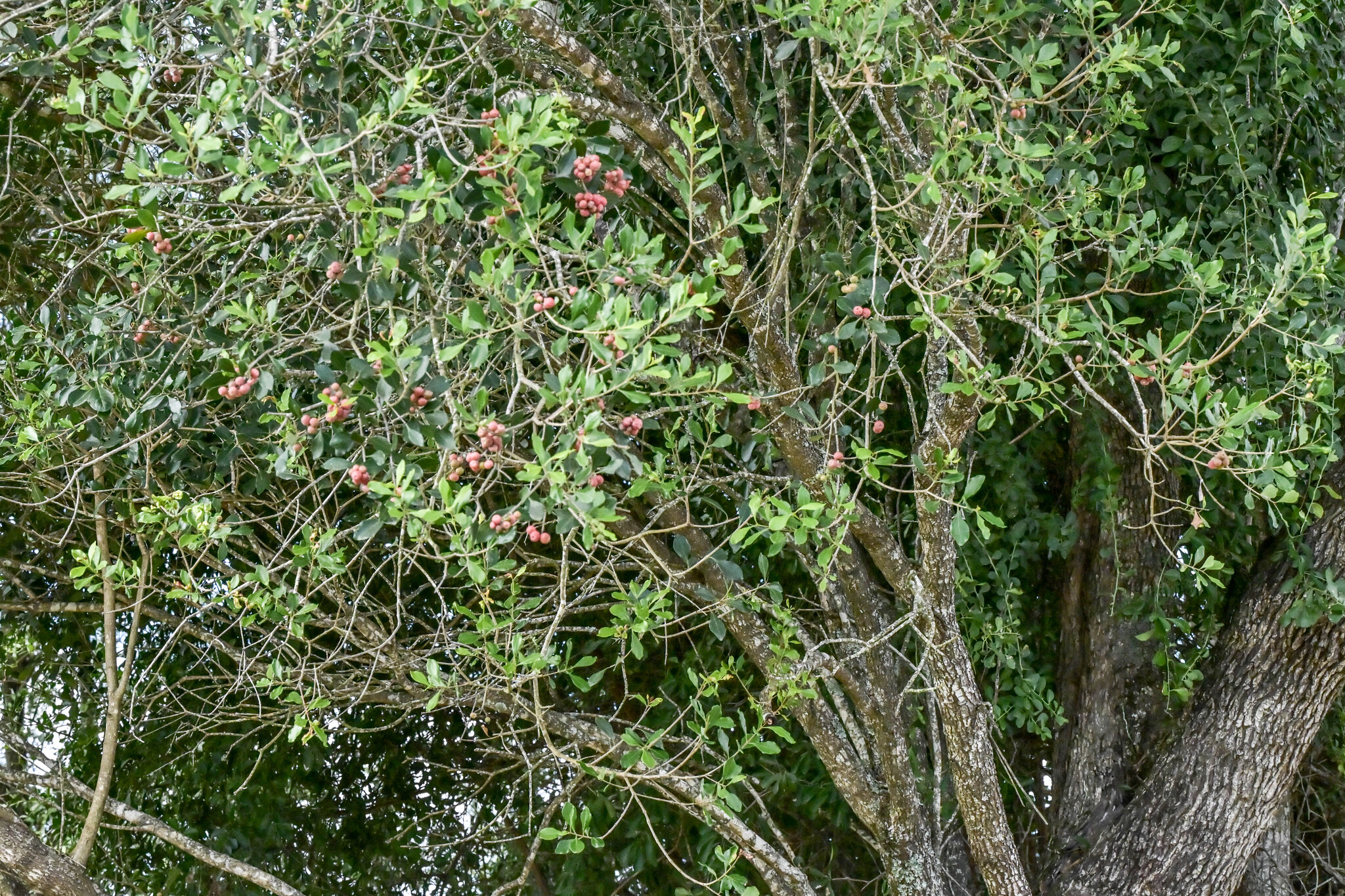 Imagem de hard pear