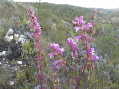 Lamourouxia sylvatica