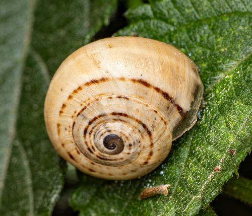 Theba pisana