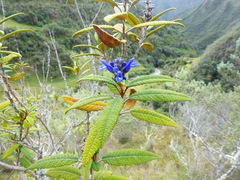 Salvia corrugata