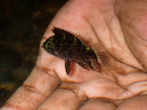 Bornean Leaffish