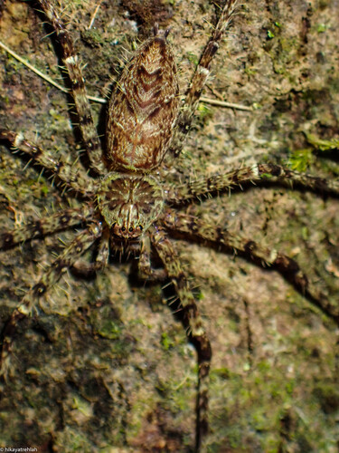 Heteropoda boiei