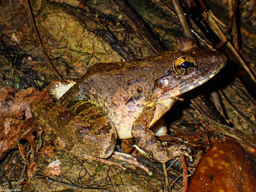 Blyth's River Frog