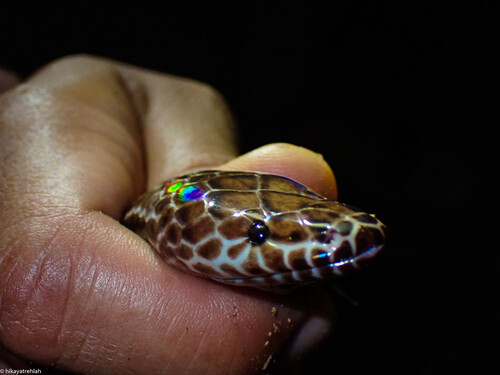 Asian Sunbeam Snake