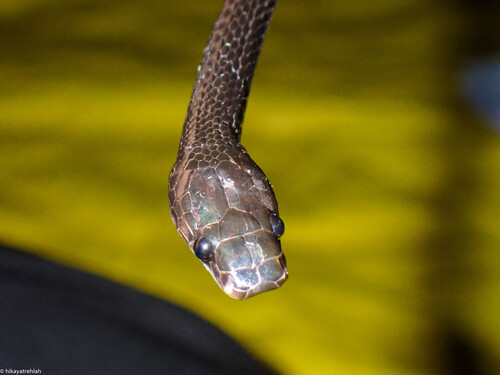 Dark Wolf Snake