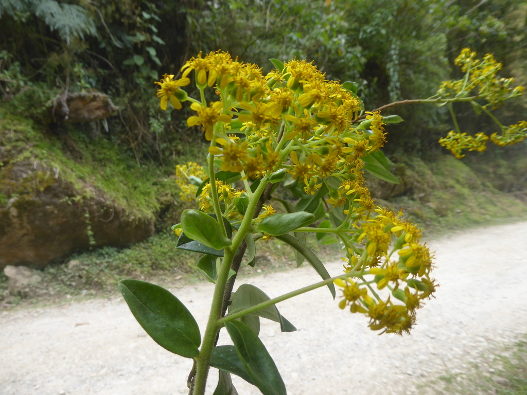 Pentacalia tillettii