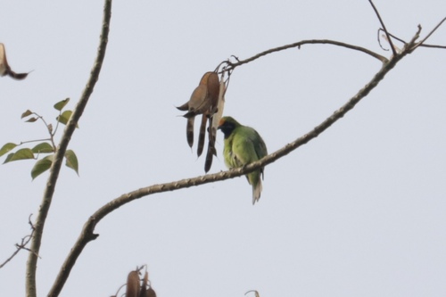 Golden-fronted Leafbird (Chloropsis aurifrons), photo 3