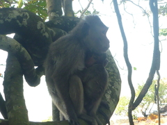Macaca fascicularis condorensis