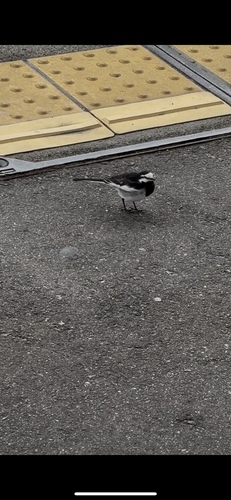 Black-backed Wagtail