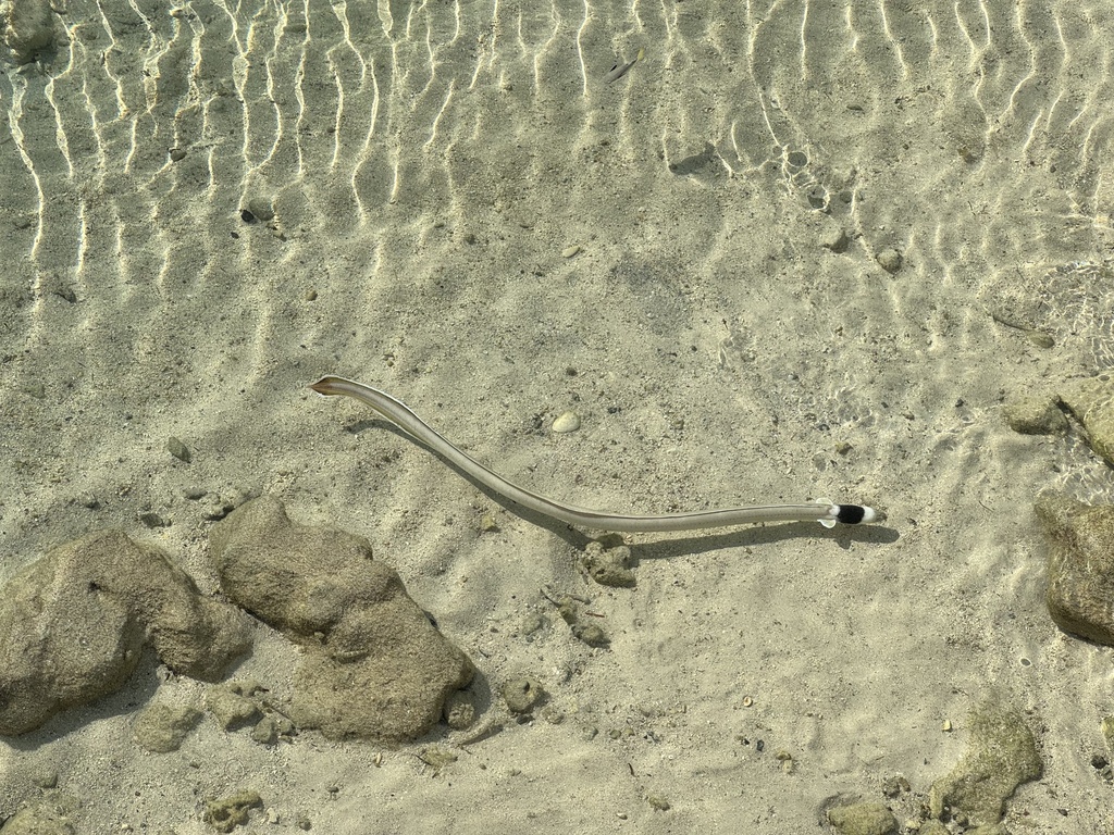 Black-neck snake eel (Ophichthus cephalozona) — Ophichthidae