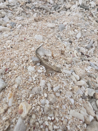 Lepidodactylus lugubris observed 2026-05-01