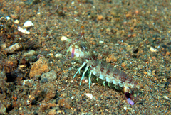 Odontodactylus brevirostris