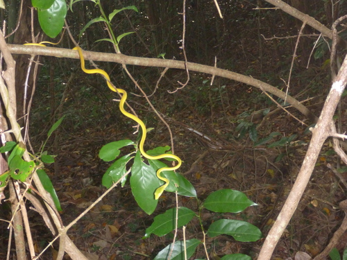 Photo of a Asian Vine Snake (Ahaetulla prasina)