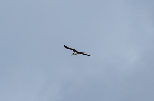 Aves observed 2026-04-30