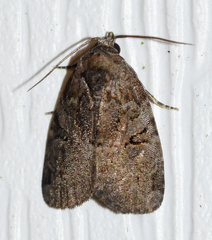 Pseudeustrotia indeterminata