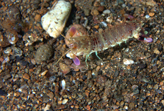 Odontodactylus brevirostris