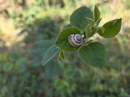 Monacha syriaca
