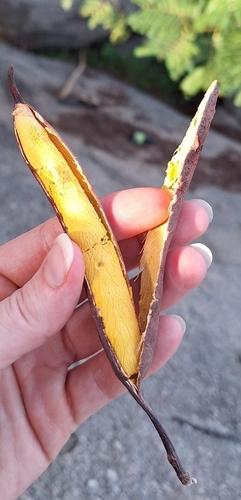 African locust bean