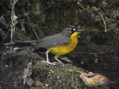 Basileuterus lachrymosus