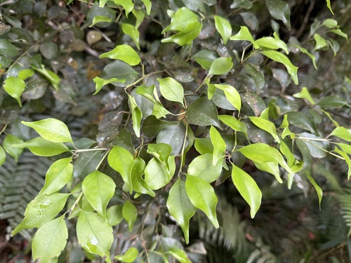Symplocos shilanensis observed 2026-05-01