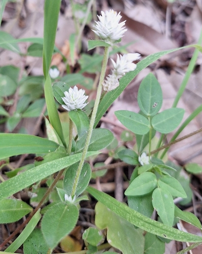 prostrate globe-amaranth