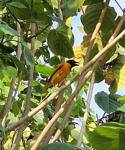 Village Weaver