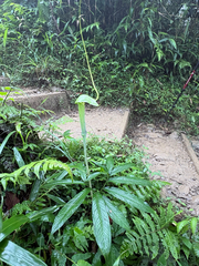 Arisaema heterophyllum, photograph 黃美滿, CC BY, iNaturalist via GBIF