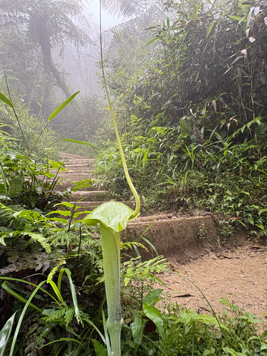 Arisaema heterophyllum, photograph 2