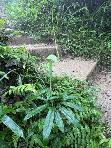 Arisaema heterophyllum