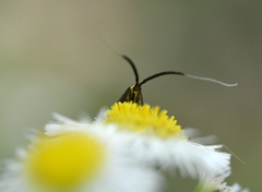 Adela caeruleella