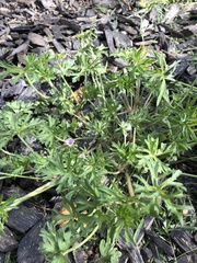 Geranium dissectum