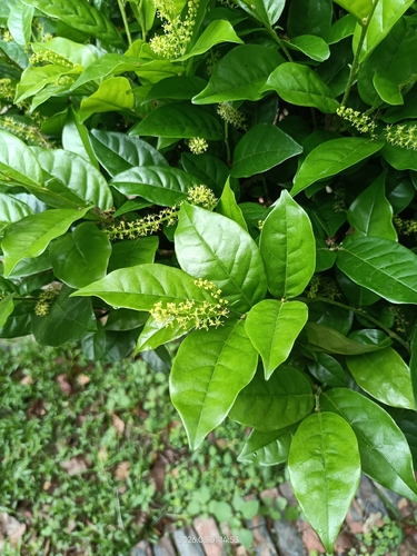 Antidesma montanum (Antidesma montanum)