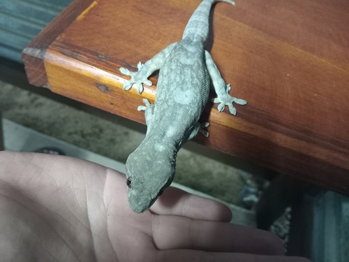 Wahlberg's Velvet Gecko