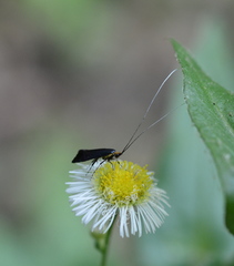 Adela caeruleella