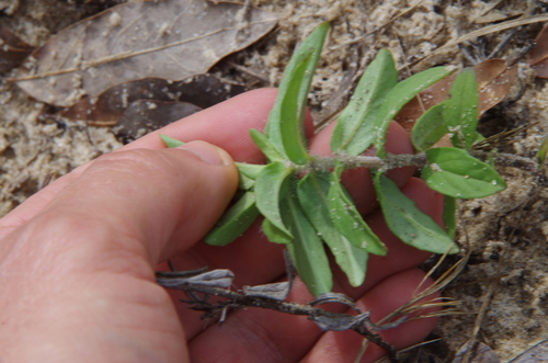 Image of Rhododon ciliatus by (c) Eric Knight, some rights reserved (CC BY)
