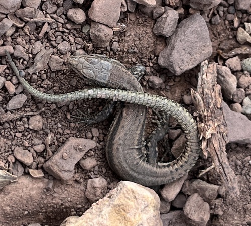 Andalusian wall lizard
