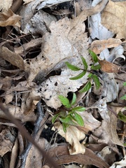 Angiospermae