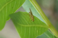 Chyromyidae