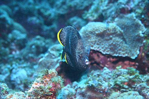 Wrought iron butterflyfish (Chaetodon daedalma) — Chaetodontidae — 4