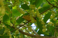 Vireo hypochryseus